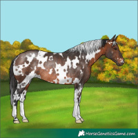 Horse Color:White Spotted Brown Rabicano