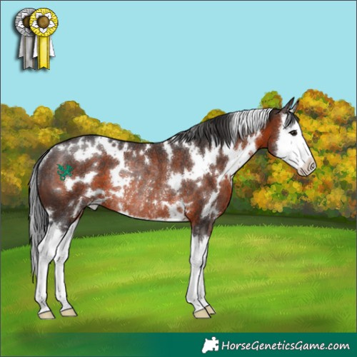 Horse Color:White Spotted Brown Splash Rabicano