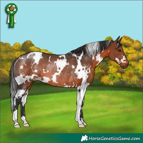Horse Color:White Spotted Brown Rabicano 