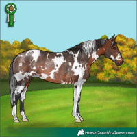 Horse Color:White Spotted Brown Rabicano 