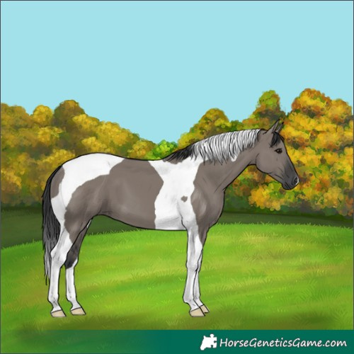 Horse Color:Grullo Tobiano 