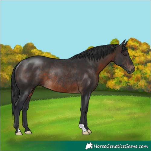 Horse Color:Brown Rabicano 