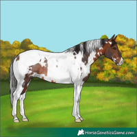 Horse Color:White Spotted Brown Tobiano Rabicano
