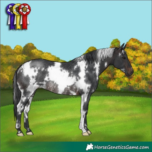 Horse Color:White Spotted Brown Rabicano 