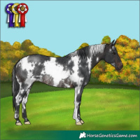 Horse Color:White Spotted Brown Rabicano 
