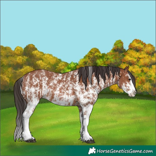 Horse Color:Bay Sabino Rabicano  and Bay Sabino Splash Rabicano 