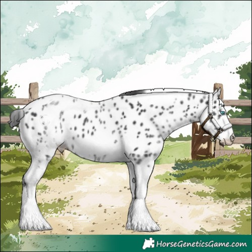 Horse Color:White Spotted Black Splash Tobiano Frame Appaloosa 