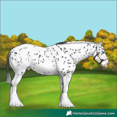 Horse Color:White Spotted Black Splash Tobiano Frame Appaloosa 