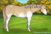Horse Color:White Spotted Palomino Dun 