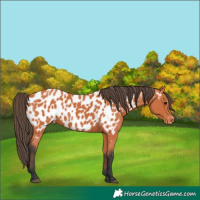 Horse Color:Bay Appaloosa