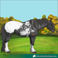 Horse Color:Black Tobiano Appaloosa 