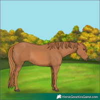 Horse Color:Chestnut 