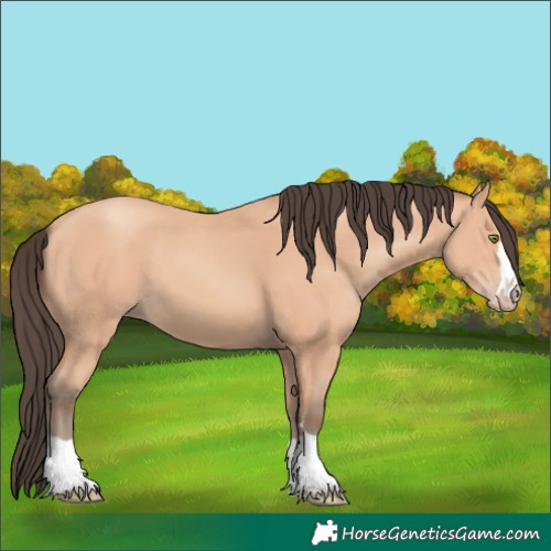 Horse Color:Amber Champagne