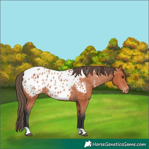 Horse Color:Bay Appaloosa 