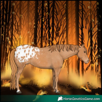 Horse Color:Chestnut Blanket