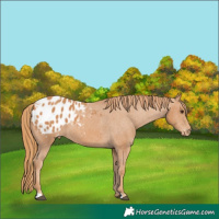 Horse Color:Chestnut Appaloosa