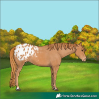 Horse Color:Chestnut Appaloosa 