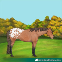 Horse Color:Bay Appaloosa