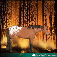 Horse Color:Bay Blanket