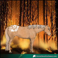 Horse Color:Chestnut Blanket