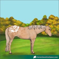 Horse Color:Chestnut Appaloosa