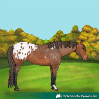 Horse Color:Bay Appaloosa 