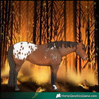 Horse Color:Bay Blanket