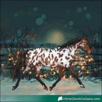 Horse Color:Brown Near Leopard 