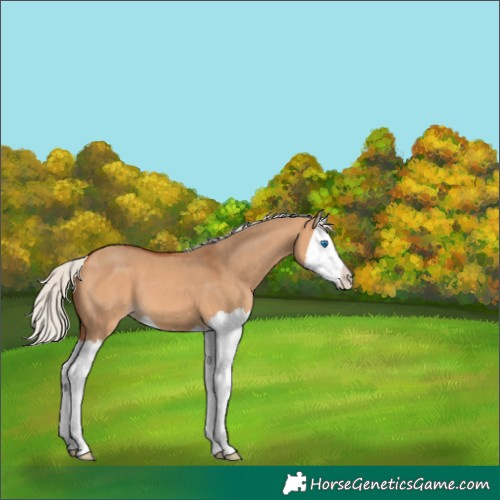Horse Color:Silver Bay Dun Splash 