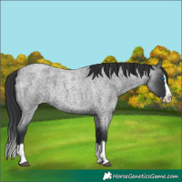 Horse Color:Blue Roan Splash 