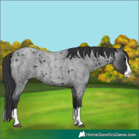 Horse Color:Blue Roan Splash 