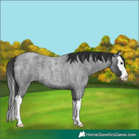 Horse Color:Blue Roan Splash 