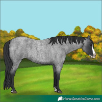 Horse Color:Blue Roan Splash 