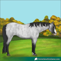 Horse Color:Blue Roan Splash 