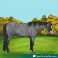 Horse Color:Blue Roan Splash 