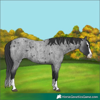 Horse Color:Blue Roan Splash 