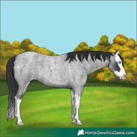 Horse Color:Blue Roan Splash 