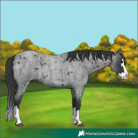Horse Color:Blue Roan Splash 