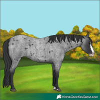 Horse Color:Blue Roan Splash 