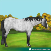 Horse Color:Blue Roan Splash 