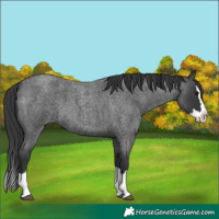 Horse Color:Blue Roan Splash 