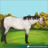 Horse Color:Bay Roan Dun 