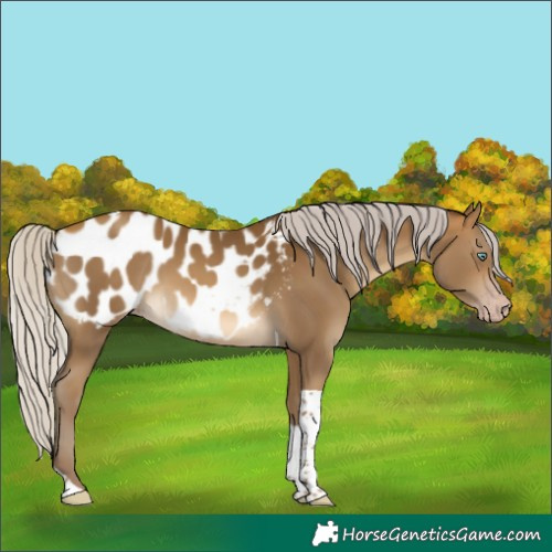 Horse Color:Gray Silver Sable Cream Champagne Tobiano Blanket 