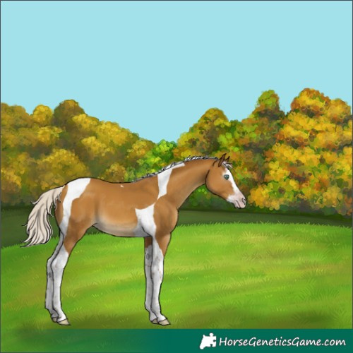 Horse Color:Gray Silver Classic Cream Champagne Splash Tobiano 