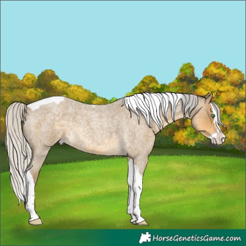 Horse Color:Silver Classic Cream Champagne Roan Splash Tobiano 
