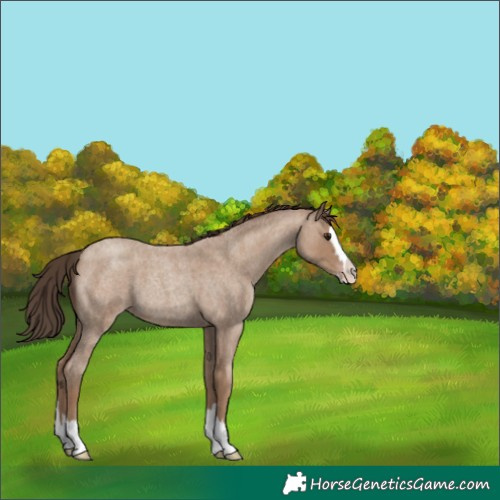 Horse Color:Classic Champagne Roan Splash 