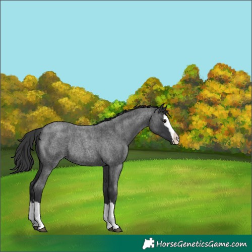 Horse Color:Blue Roan Splash Rabicano 