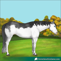 Horse Color:Black Splash 