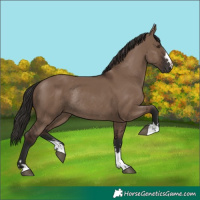 Horse Color:Liver Red Dun Rabicano 