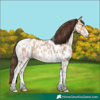Horse Color:Amber Champagne Sabino Tobiano Appaloosa and Amber Champagne Sabino Tobiano Appaloosa